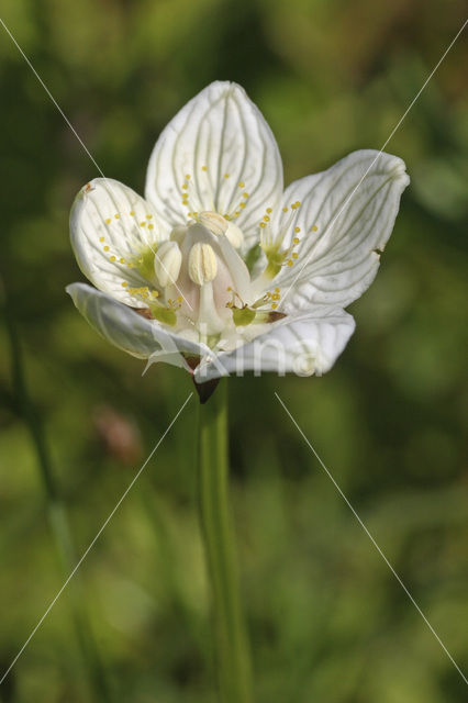 Northern Grass-of-parnassus (Parnassia palustris)