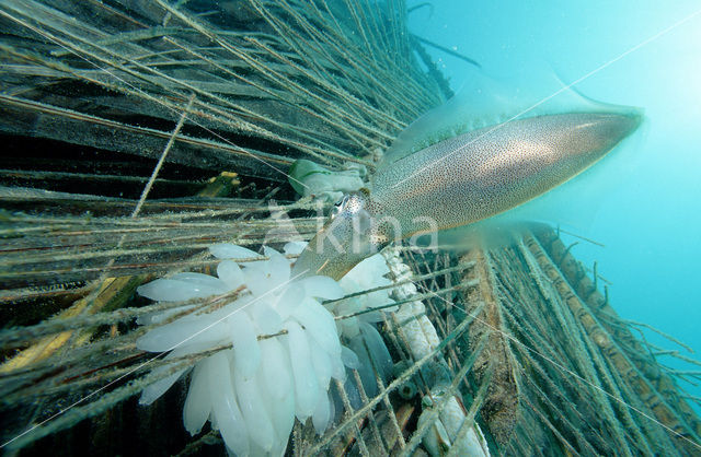 Reef squid (Sepioteuthis australis)