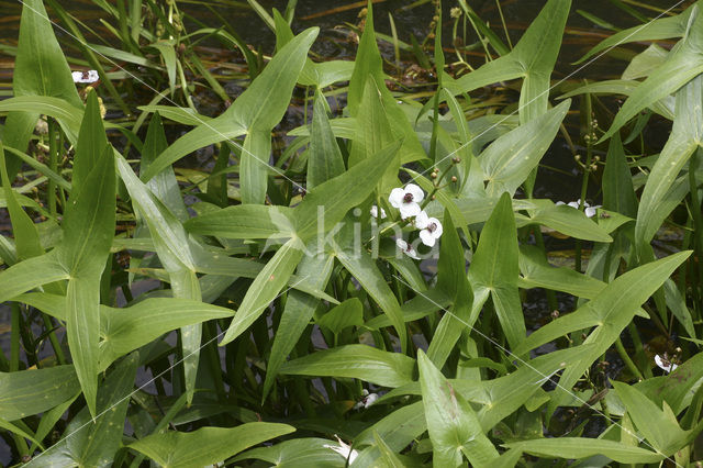 Pijlkruid (Sagittaria sagittifolia)