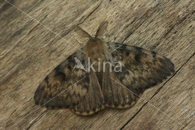 Plakker (Lymantria dispar)