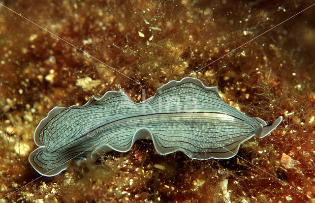 Flatworm