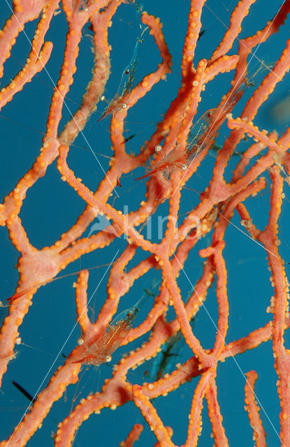 Cleaner shrimp (Periclimenes psamathe)