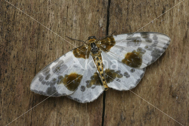 Clouded Magpie (Calospilos sylvata)