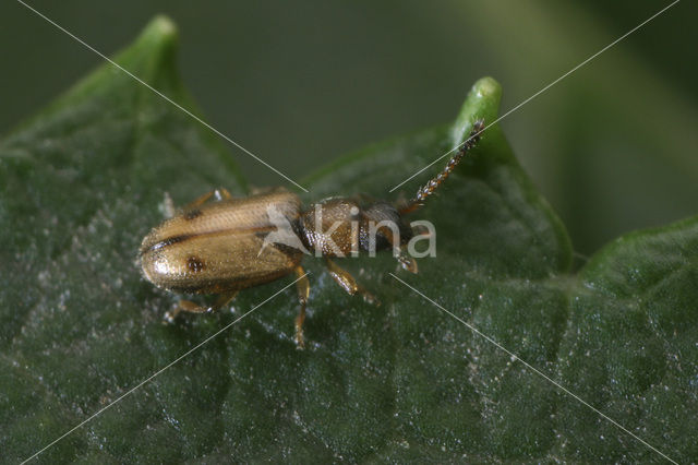 Psammoecus bipunctatus