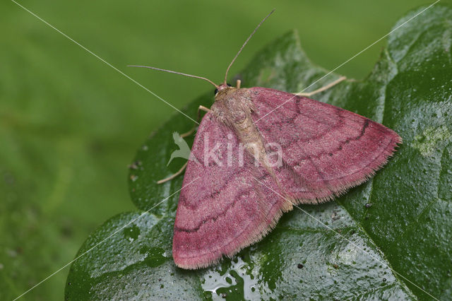 Purperen stipspanner (Scopula rubiginata)