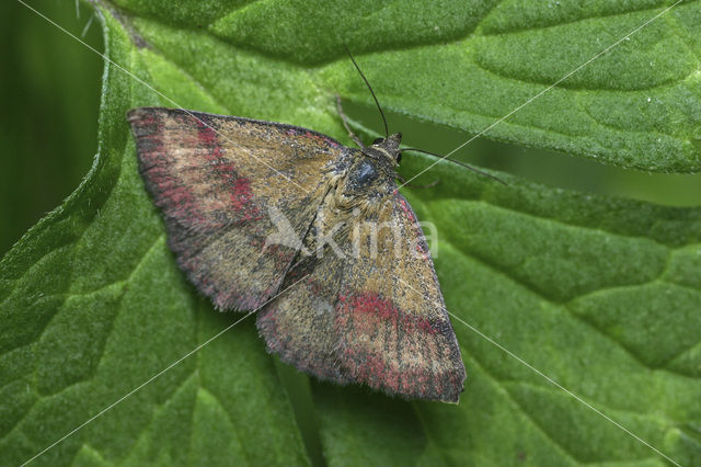 Small Purple-barred (Phytometra viridaria)