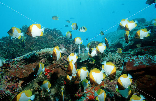 Pyramide koraalvlinder (Hemitaurichthys polylepis)