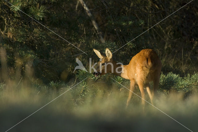 Roe Deer (Capreolus capreolus)