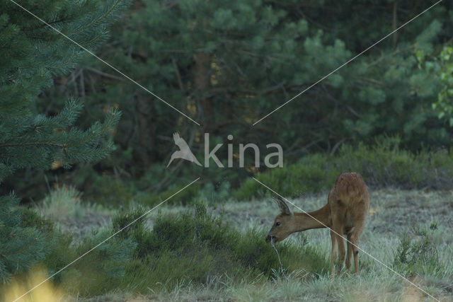 Roe Deer (Capreolus capreolus)