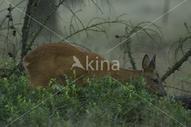 Roe Deer (Capreolus capreolus)