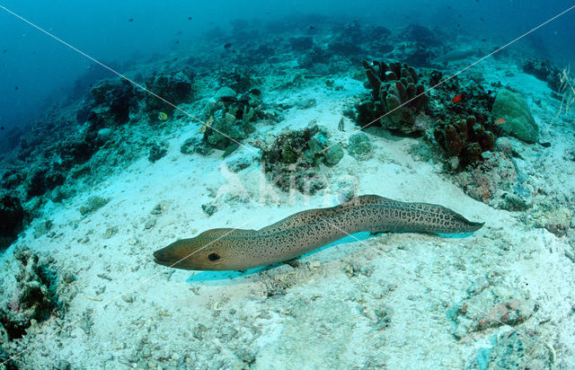 Giant Moray (Gymnothorax javanicus)