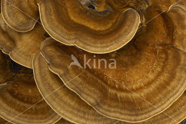 Giant Polypore (Meripilus giganteus)