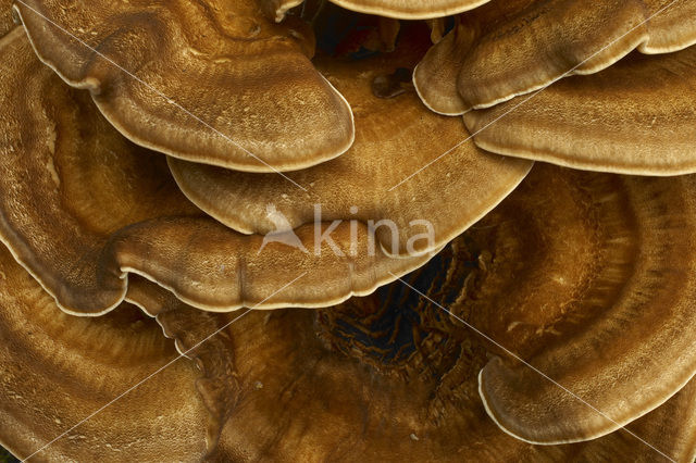 Giant Polypore (Meripilus giganteus)