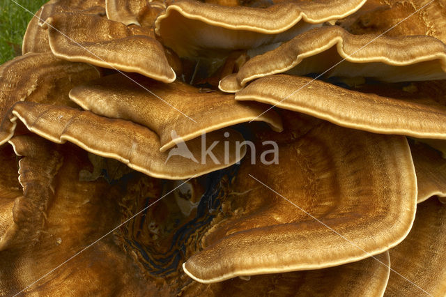 Giant Polypore (Meripilus giganteus)