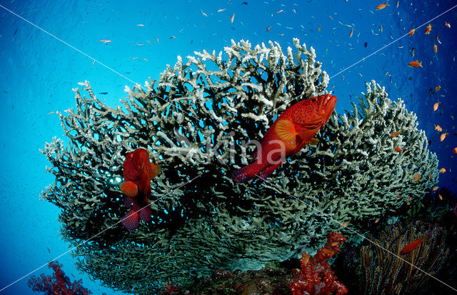 Rode Koraalbaars (Cephalopholis miniata )