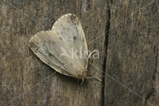 Round-winged Muslin (Thumatha senex)