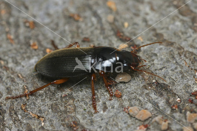 Strawberry Seed Beetle (Harpalus rufipes)