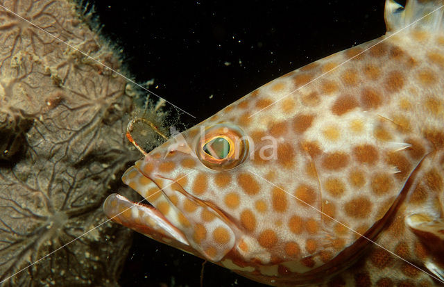 Roodvlek tandbaars (Epinephelus tauvina)