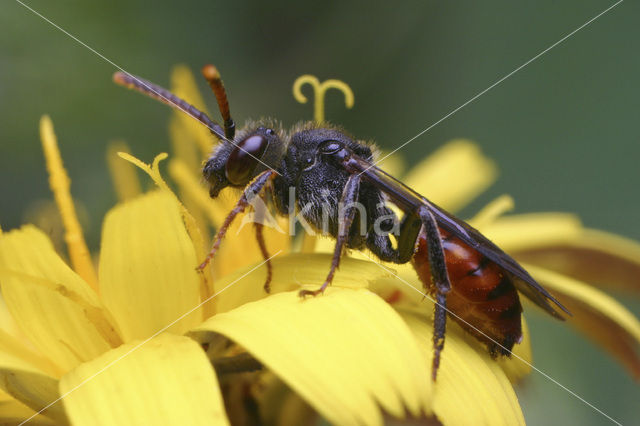 Wasp-bee (Nomada fabriciana)