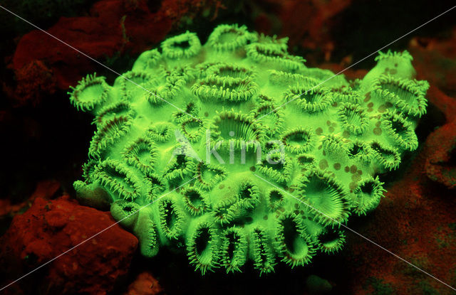 Rubber koraal (Palythoa tuberculosa)