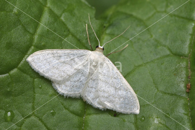 Satijnstipspanner (Idaea subsericeata)