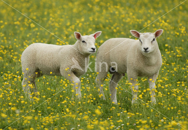 Sheep (Ovis domesticus)