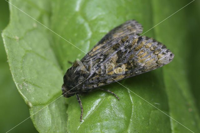 Schedeldrager (Craniophora ligustri)