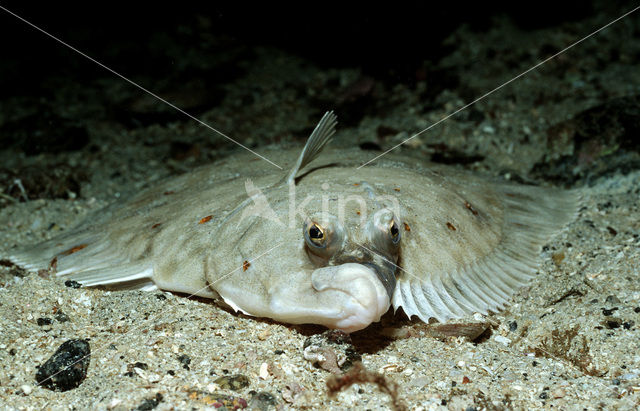 Plaice (Pleuronectes platessa)