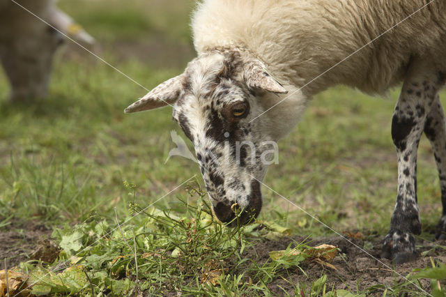 Schoonebeeker schaap (Ovis domesticus)