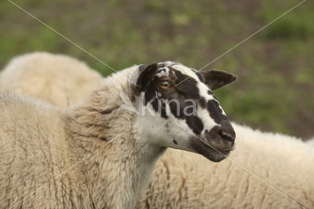 Schoonebeeker schaap (Ovis domesticus)