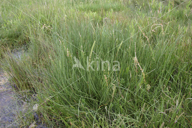 Schorrezoutgras (Triglochin maritima)