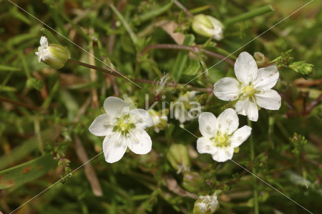 Sierlijke vetmuur (Sagina nodosa)