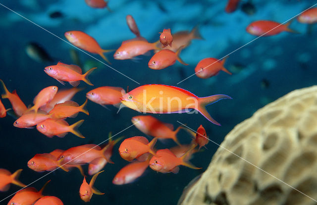 Sikkel vlagbaars (Pseudanthias dispar)