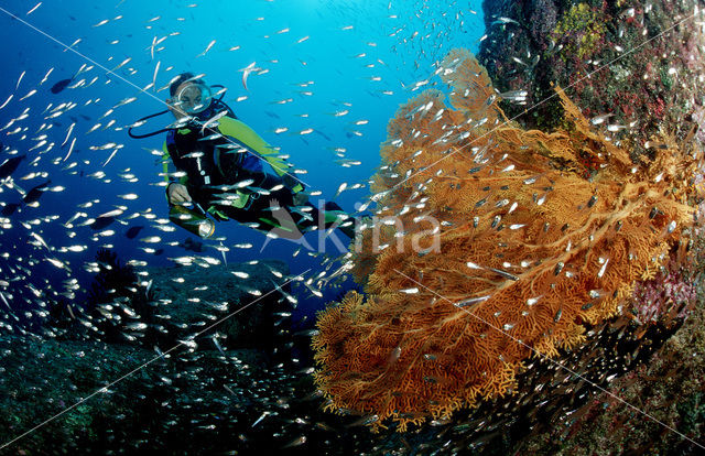 Similan Islands National Marine Park