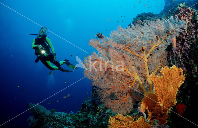 Similan Islands National Marine Park