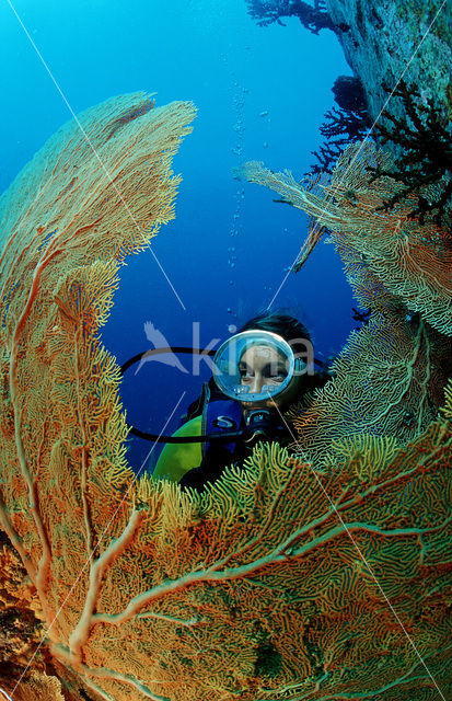 Similan Islands National Marine Park