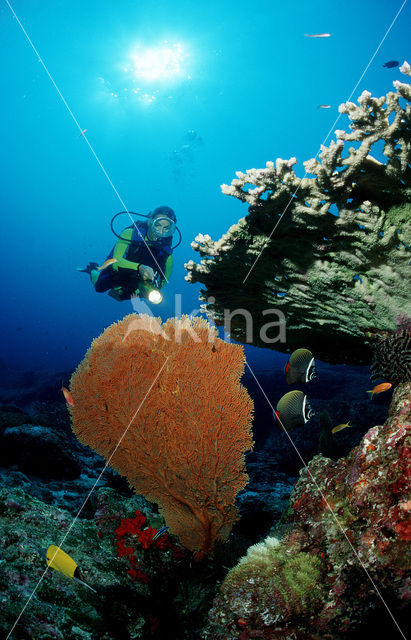 Similan Islands National Marine Park