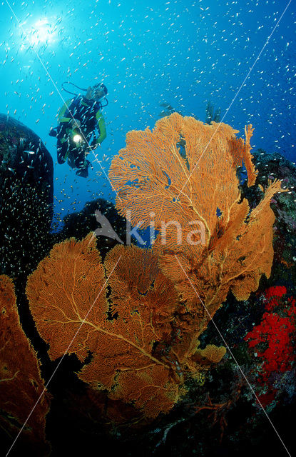 Similan Islands National Marine Park