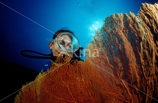 Similan Islands National Marine Park