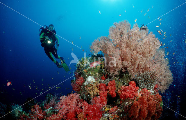 Similan Islands National Marine Park