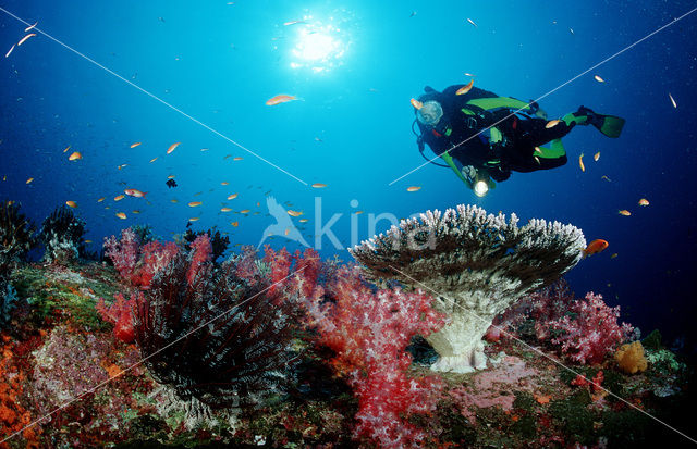 Similan Islands National Marine Park