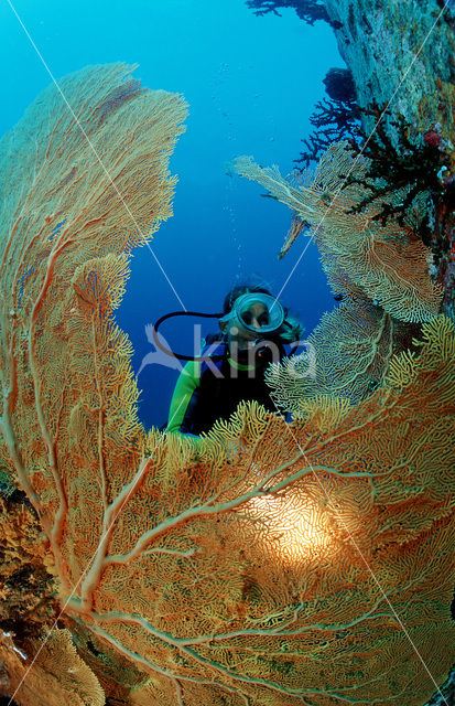 Similan Islands National Marine Park