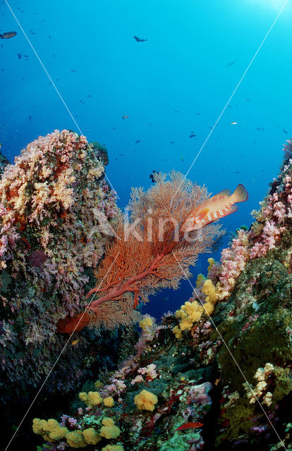 Similan Islands National Marine Park