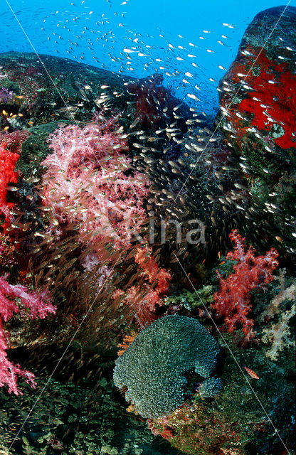 Similan Islands National Marine Park