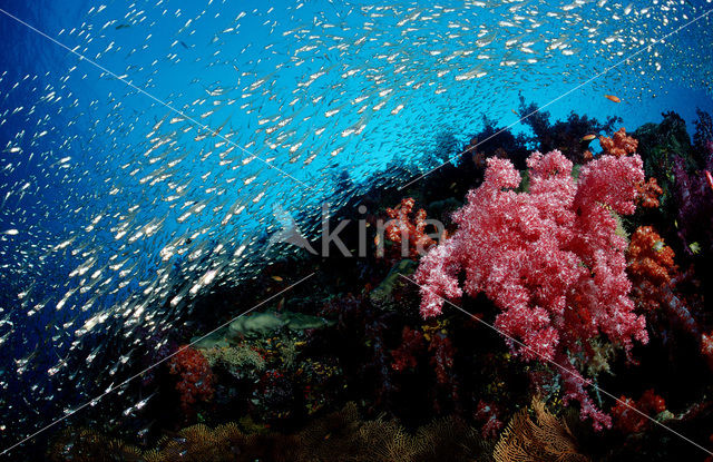 Similan Islands National Marine Park