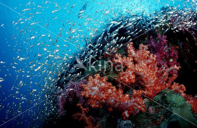 Similan Islands National Marine Park