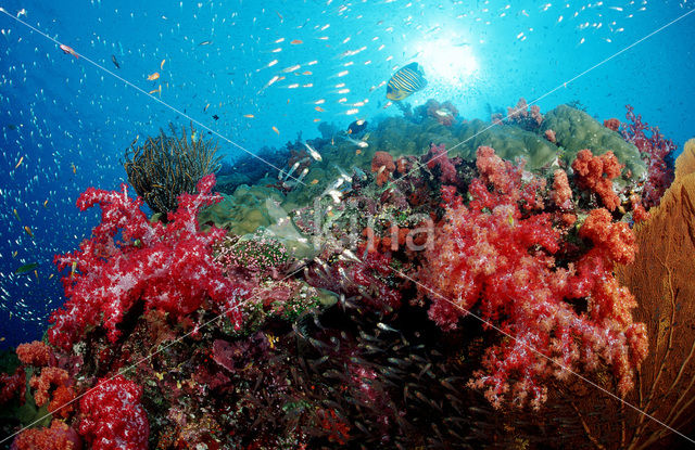 Similan Islands National Marine Park