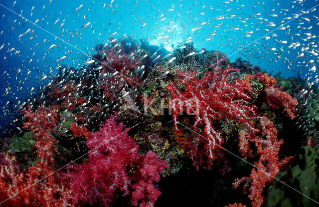 Similan Islands National Marine Park