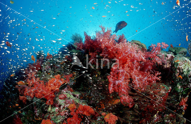 Similan Islands National Marine Park