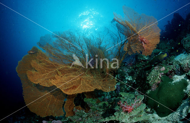 Similan Islands National Marine Park